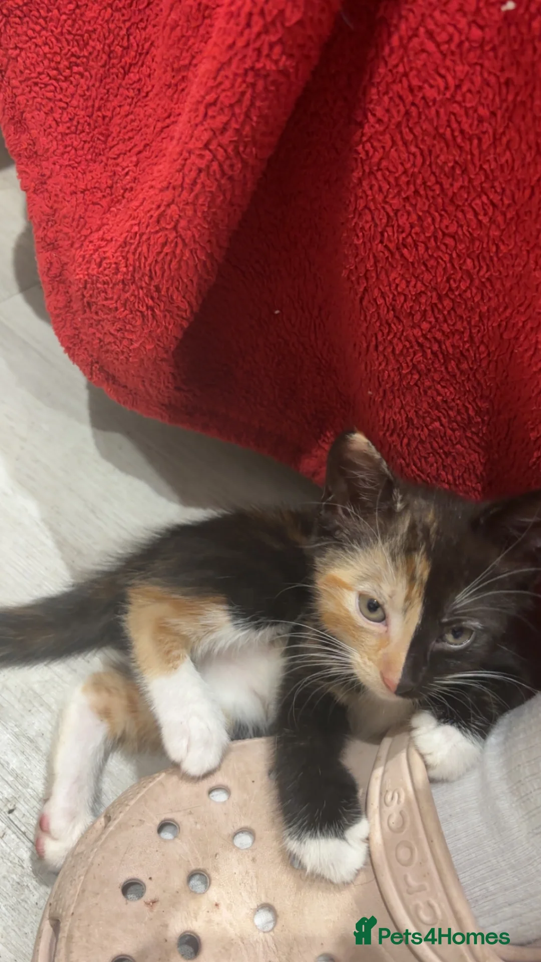 Mixed Breed cats for sale: 3 kittens for sale  - Advert 2