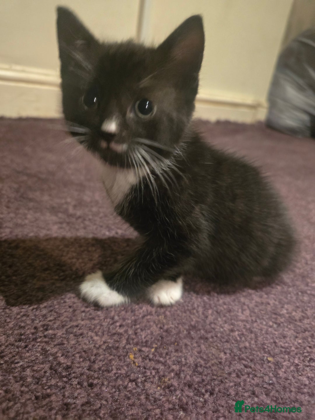 British Shorthair cats for sale: Beautiful kittens  - Advert 2