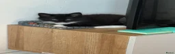 Mixed Breed cats for sale: Kittens for sale  in Wrexham - Advert 2
