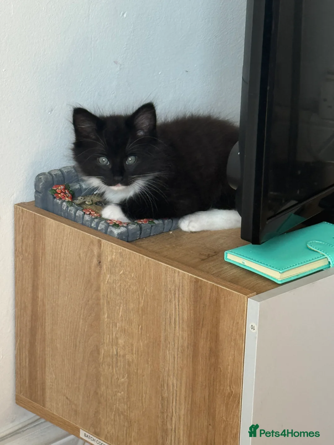 Mixed Breed cats for sale: Kittens for sale  in Wrexham - Advert 2
