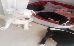 Staffordshire Bull Terrier dogs for sale: ‼️ReadyForCollection‼️Blue Staffie Puppies  in Tipton - Image 23