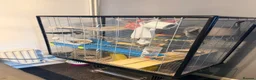 Rat rodents for sale: 4 rats and cage with accessories  in Loughborough - Advert 2