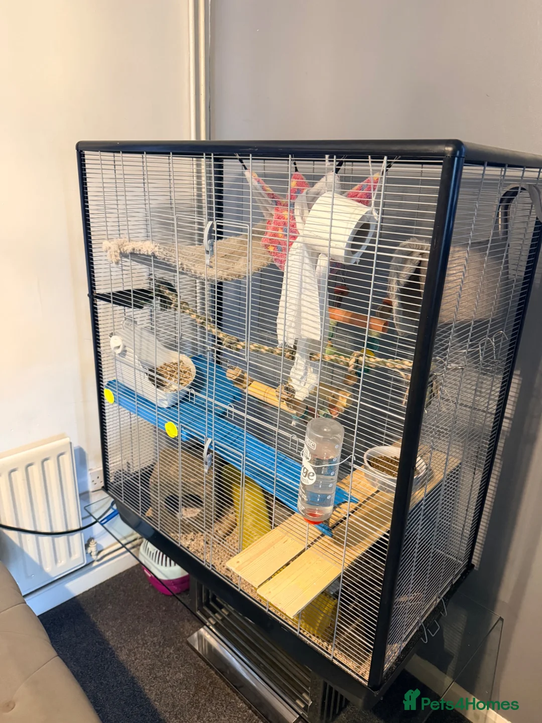Rat rodents for sale: 4 rats and cage with accessories  in Loughborough - Advert 2