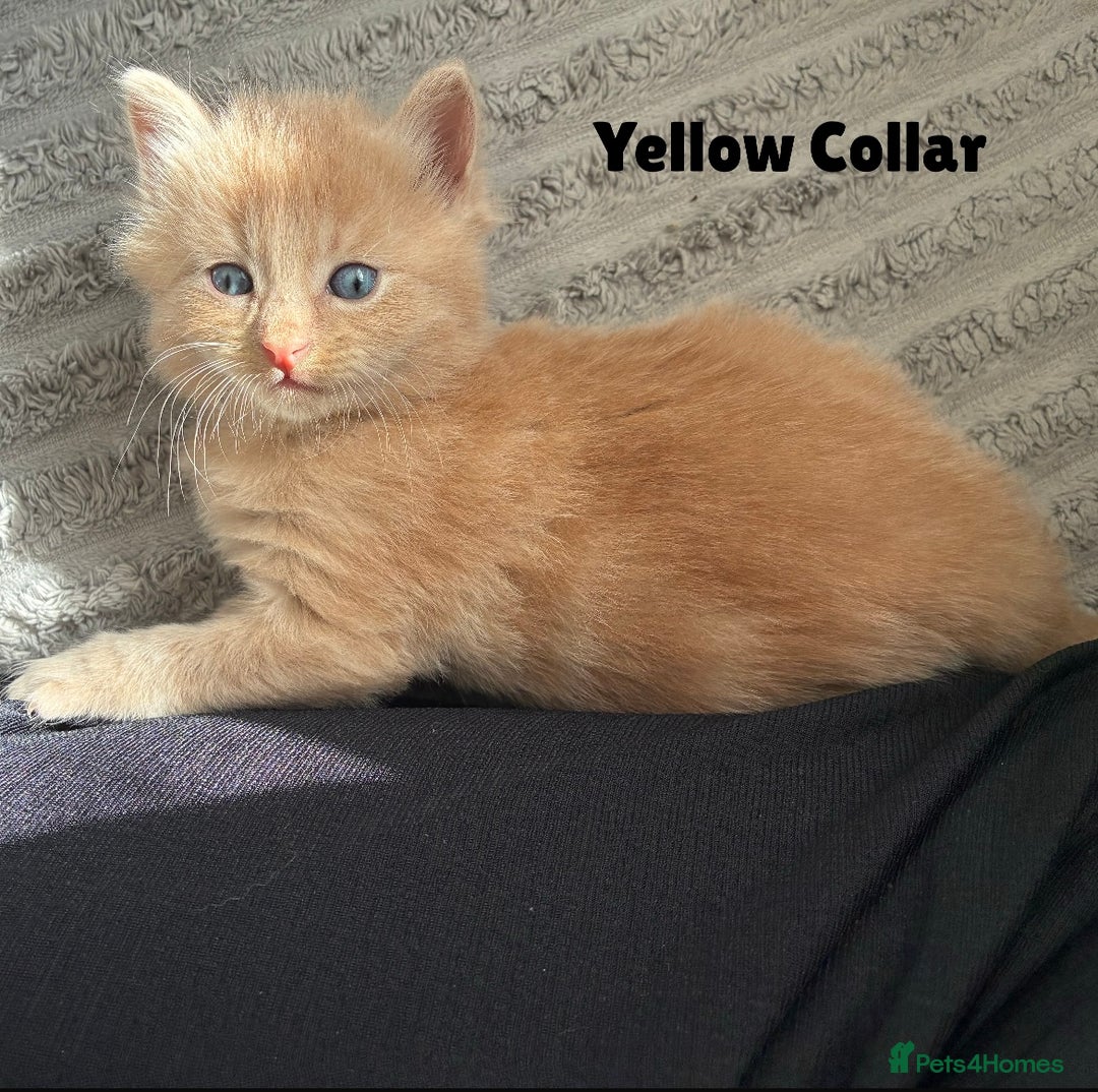 Norwegian Forest Cat cats for sale: Kittens - Image 4