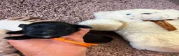 Cocker Spaniel dogs for sale: Excellent pedigree Cocker Pups Farlavale / Rowston - Advert 1