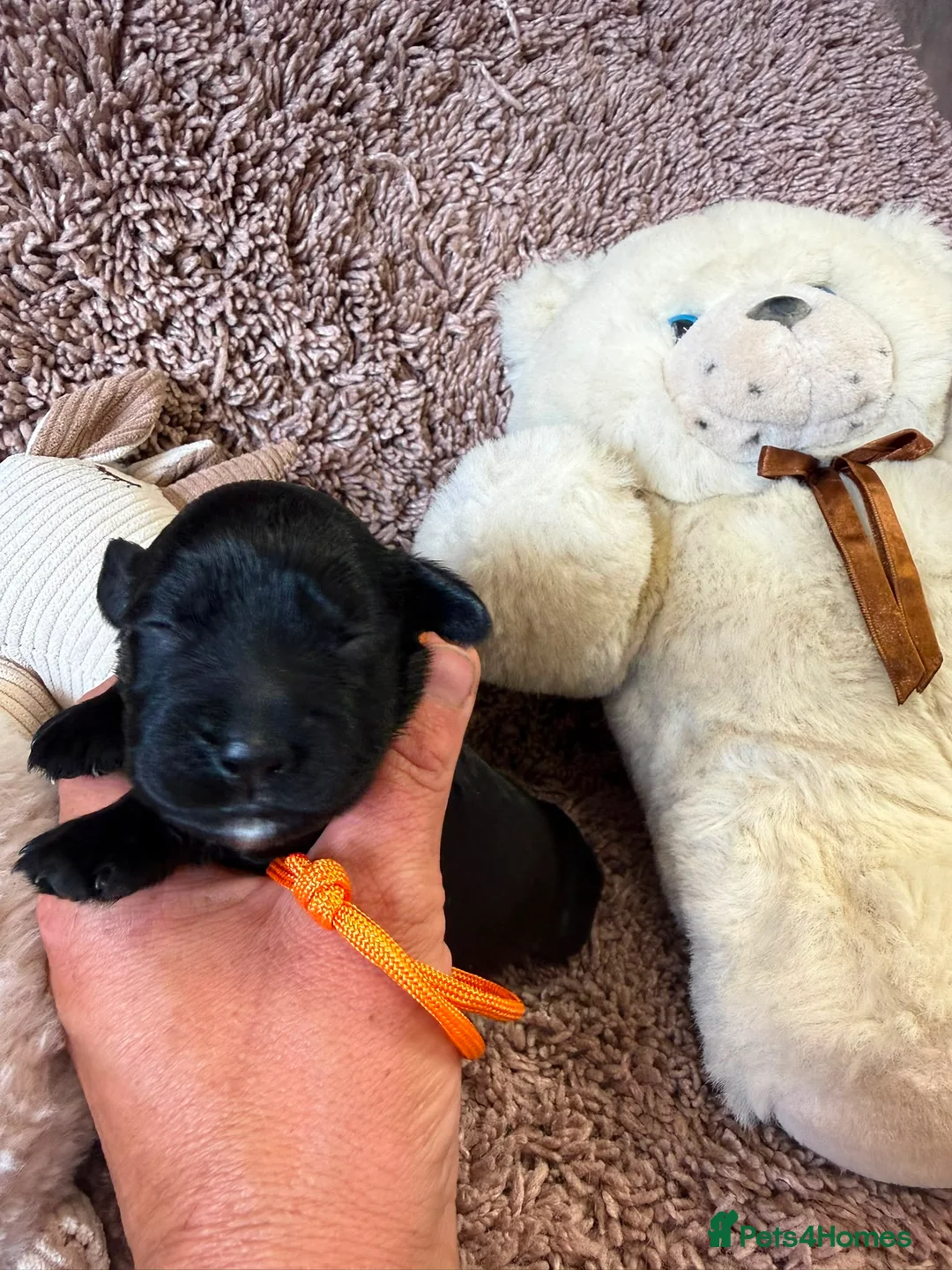Cocker Spaniel dogs for sale: Excellent pedigree Cocker Pups Farlavale / Rowston - Advert 1