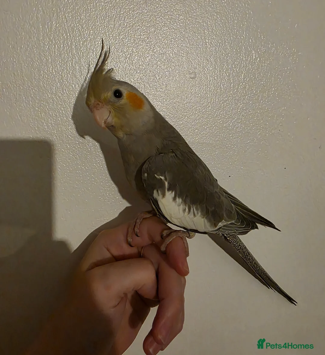 Cockatiels birds for sale: 1 Baby cockatiel left - Advert 2