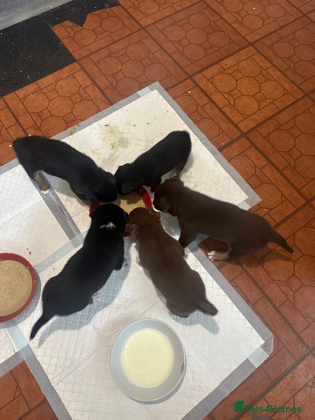 Mixed Breed dogs for sale: Puppies  - Image 8