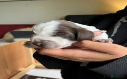 Cocker Spaniel dogs for sale: 3 KC Registered Show Cocker Spaniel Puppies  - Image 9