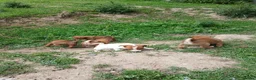 Jack Russell dogs for sale: 4 left jack Russel puppies 5 girls 1 boy £550  - Advert 15