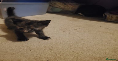 British Shorthair cats - Advert 15