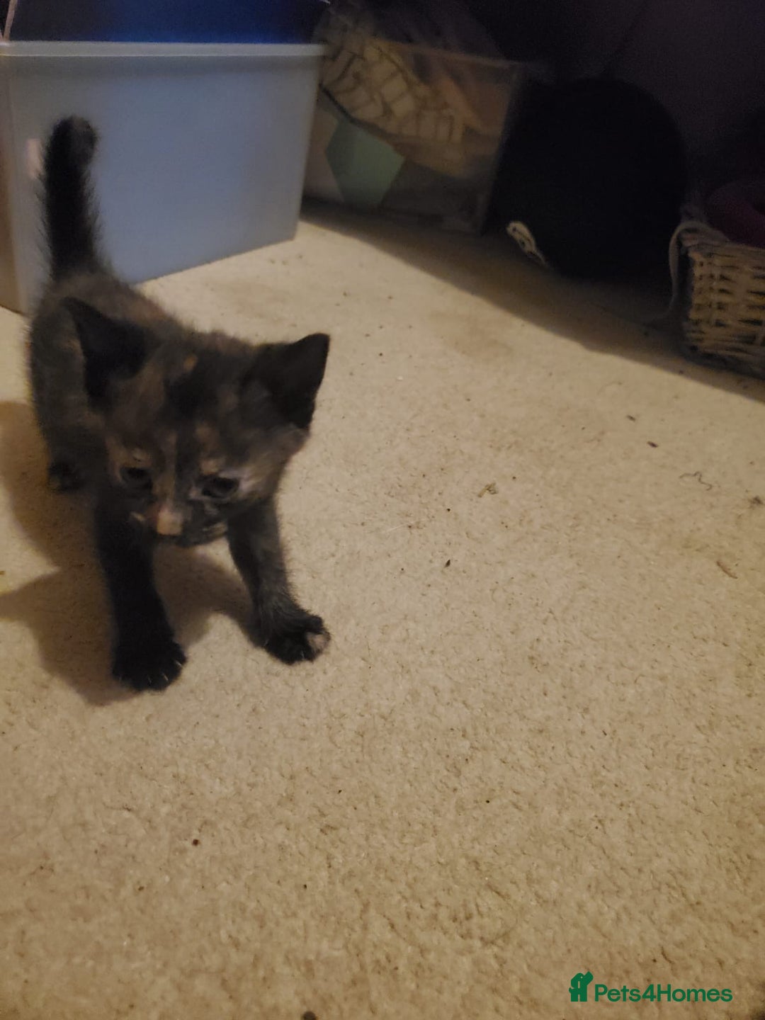 British Shorthair cats for sale: 5 kittens for sale  - Image 6