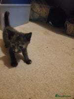 British Shorthair cats 1 kitten for sale - Advert 1