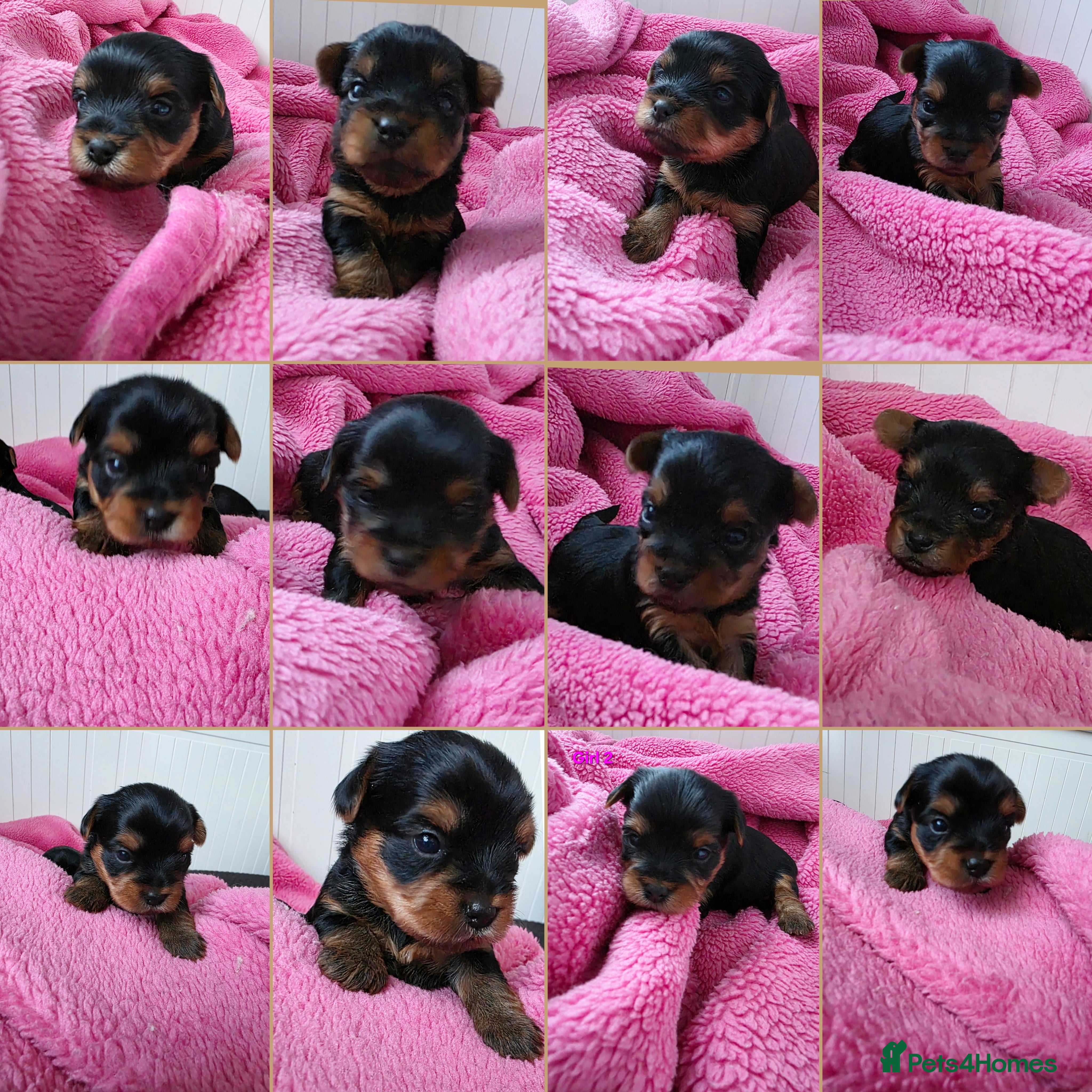 Yorkshire Terrier dogs  KC Yorkie Puppies🐶❤️ Sired by English Champion🏆 - Advert 11