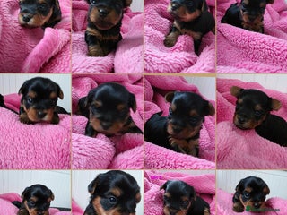 Yorkshire Terrier dogs KC Yorkie Puppies🐶❤️ Sired by English Champion🏆 - Advert 11