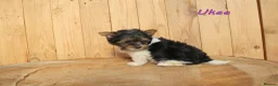 Biewer Terrier dogs for sale: ✨ Stunning Biewer & Merle Yorkies – Ready 09 Apr ✨ - Advert 12