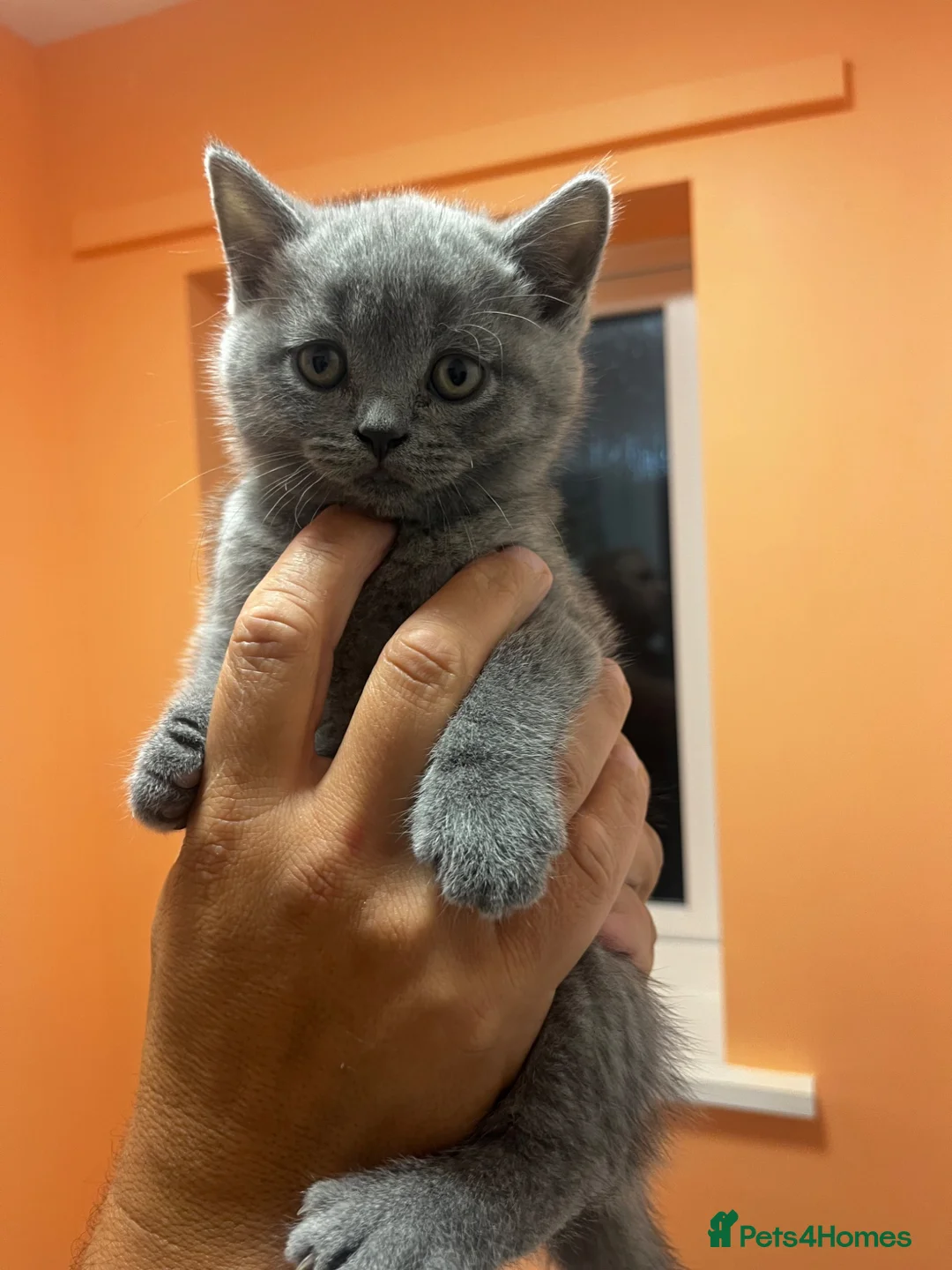British Shorthair cats for sale: British shorthair girl for sale  in Chichester - Advert 1