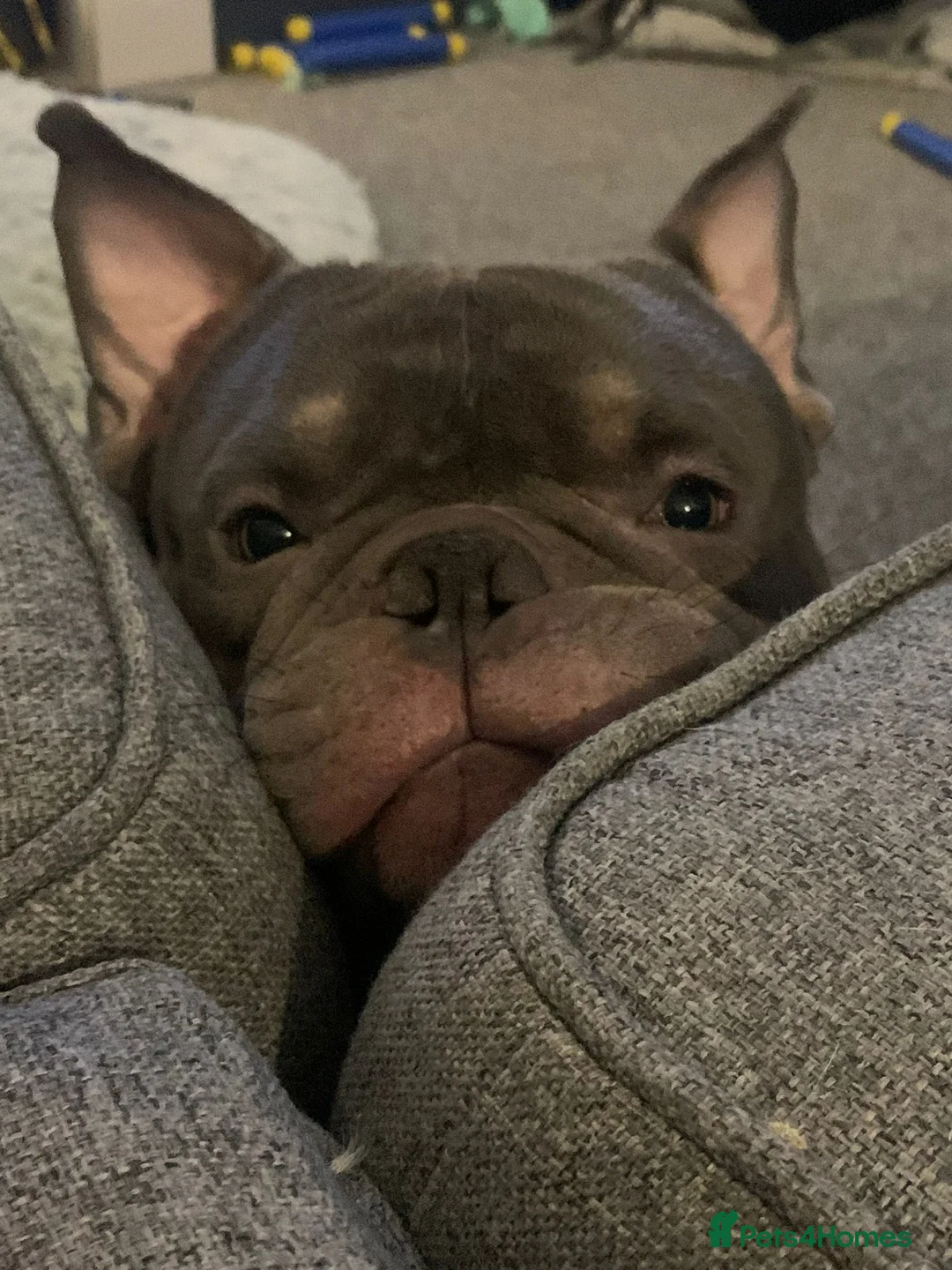 American Bully dogs for sale: Micro Pocket Bully For Rehome - Advert 3