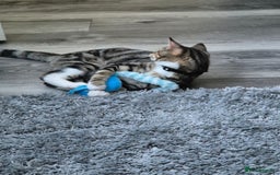 British Shorthair cats for sale: Looking for my new home - Image 3