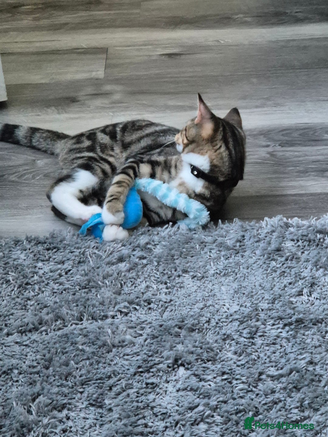 British Shorthair cats for sale: Looking for my new home - Image 3