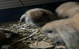 Mini Lop rabbits for sale: Pure bred minilop rabbits - Image 11