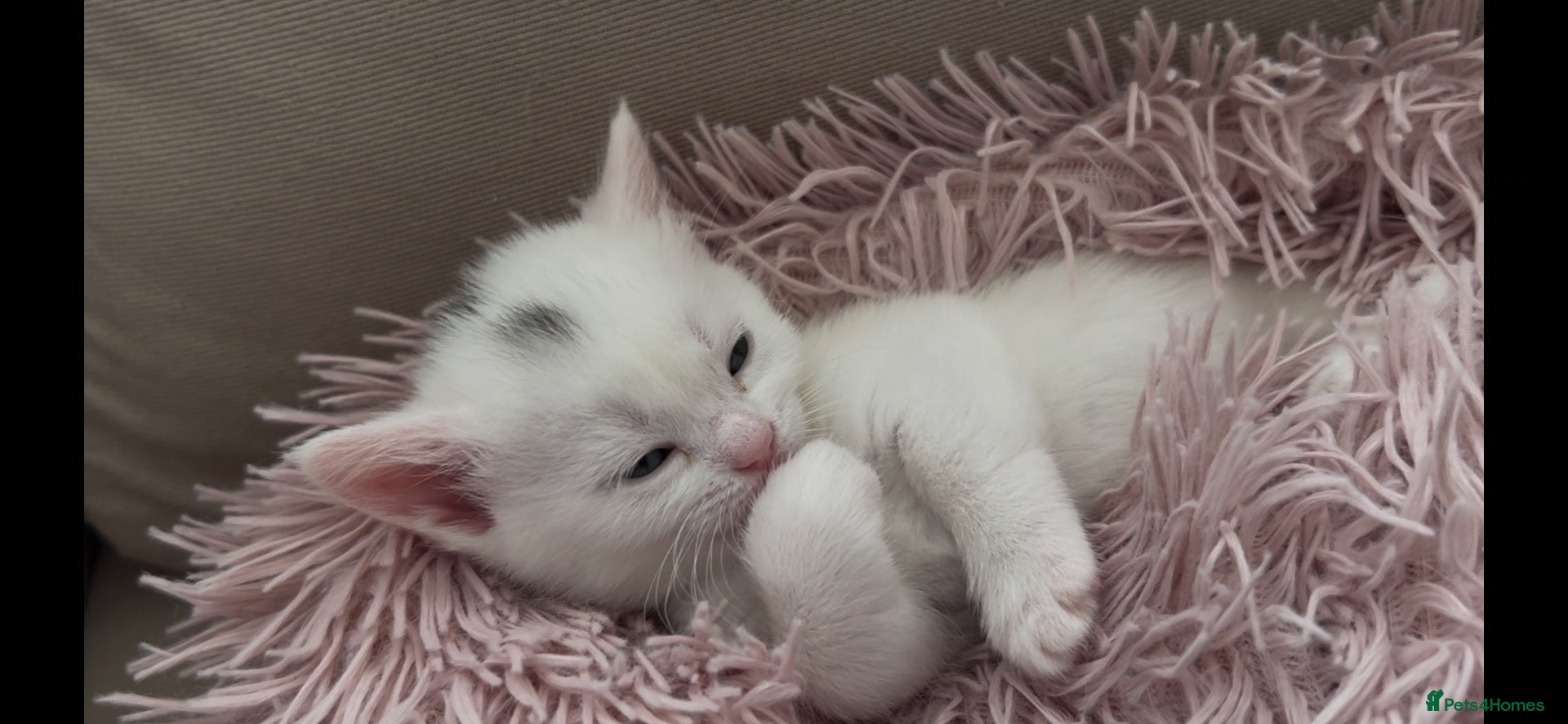 Munchkin cats Cutie Pies Munchkin 🤗 - Advert 2