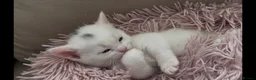 Munchkin cats for sale: Cutie Pies Munchkin 🤗 - Advert 3