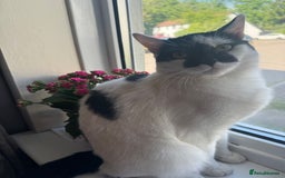 British Shorthair cats for sale: Two male kittens for sale - Advert 5