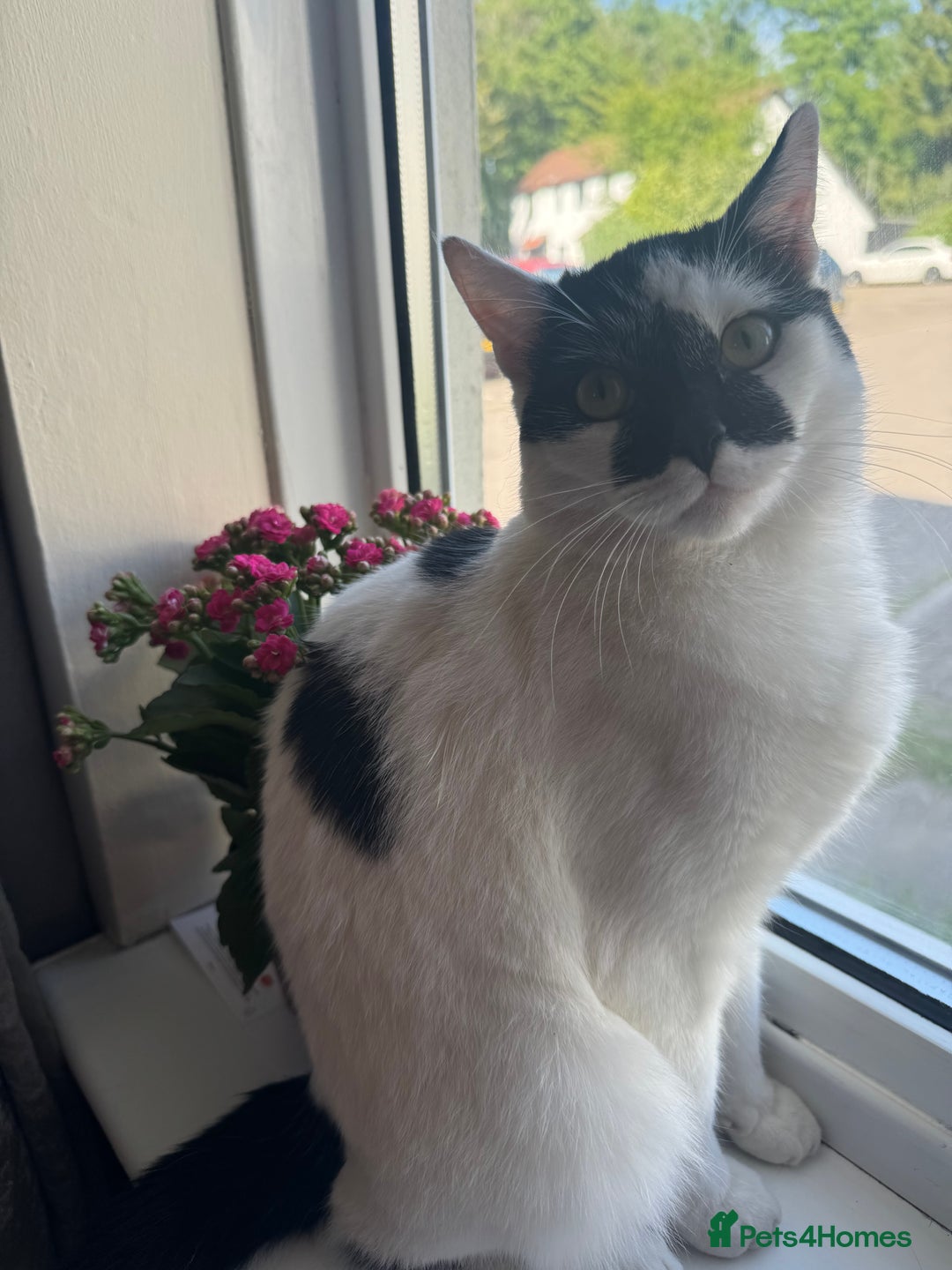 British Shorthair cats for sale: Two male kittens for sale - Advert 5