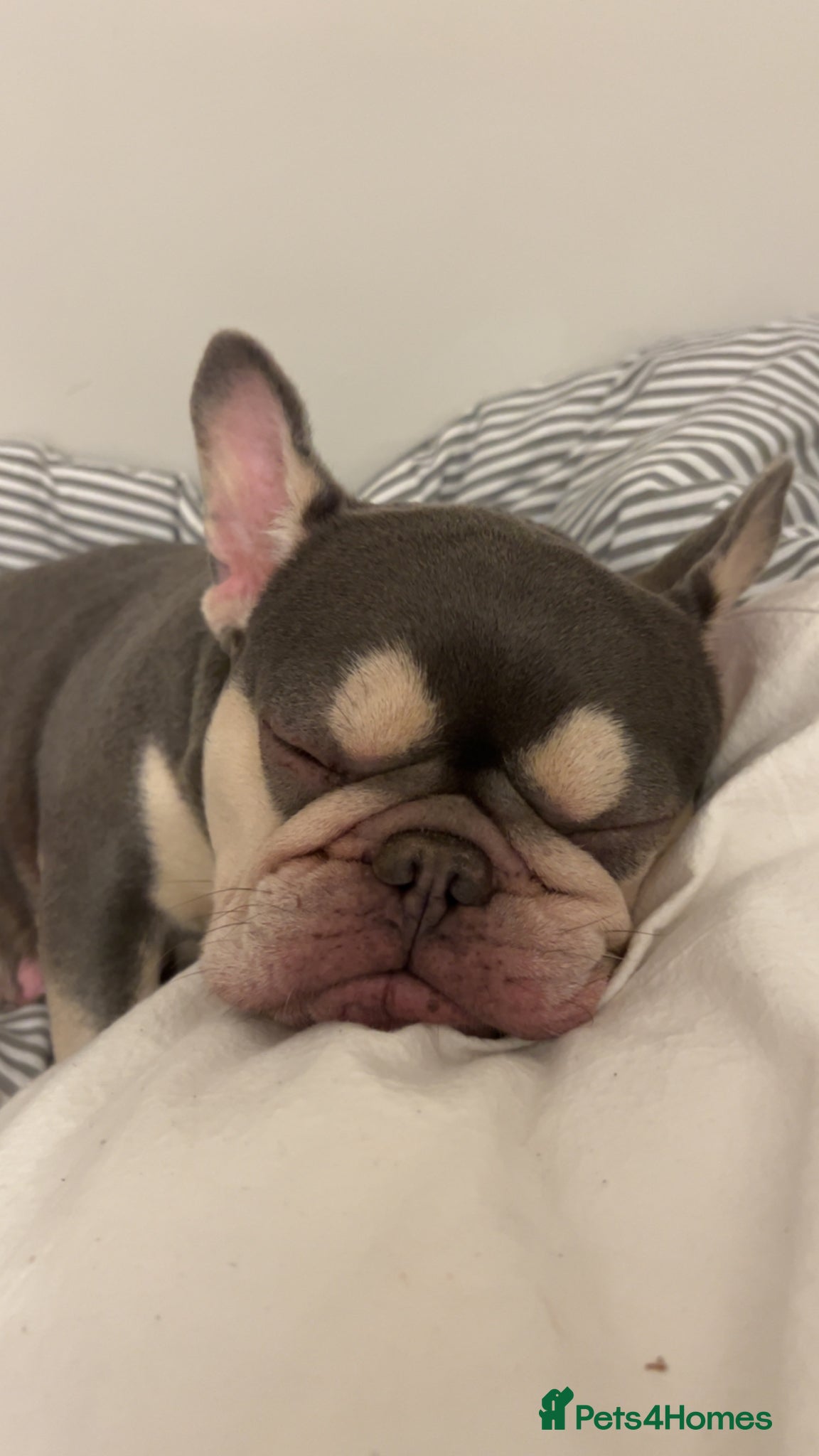 French Bulldog dogs Female French bulldog  - Advert 1