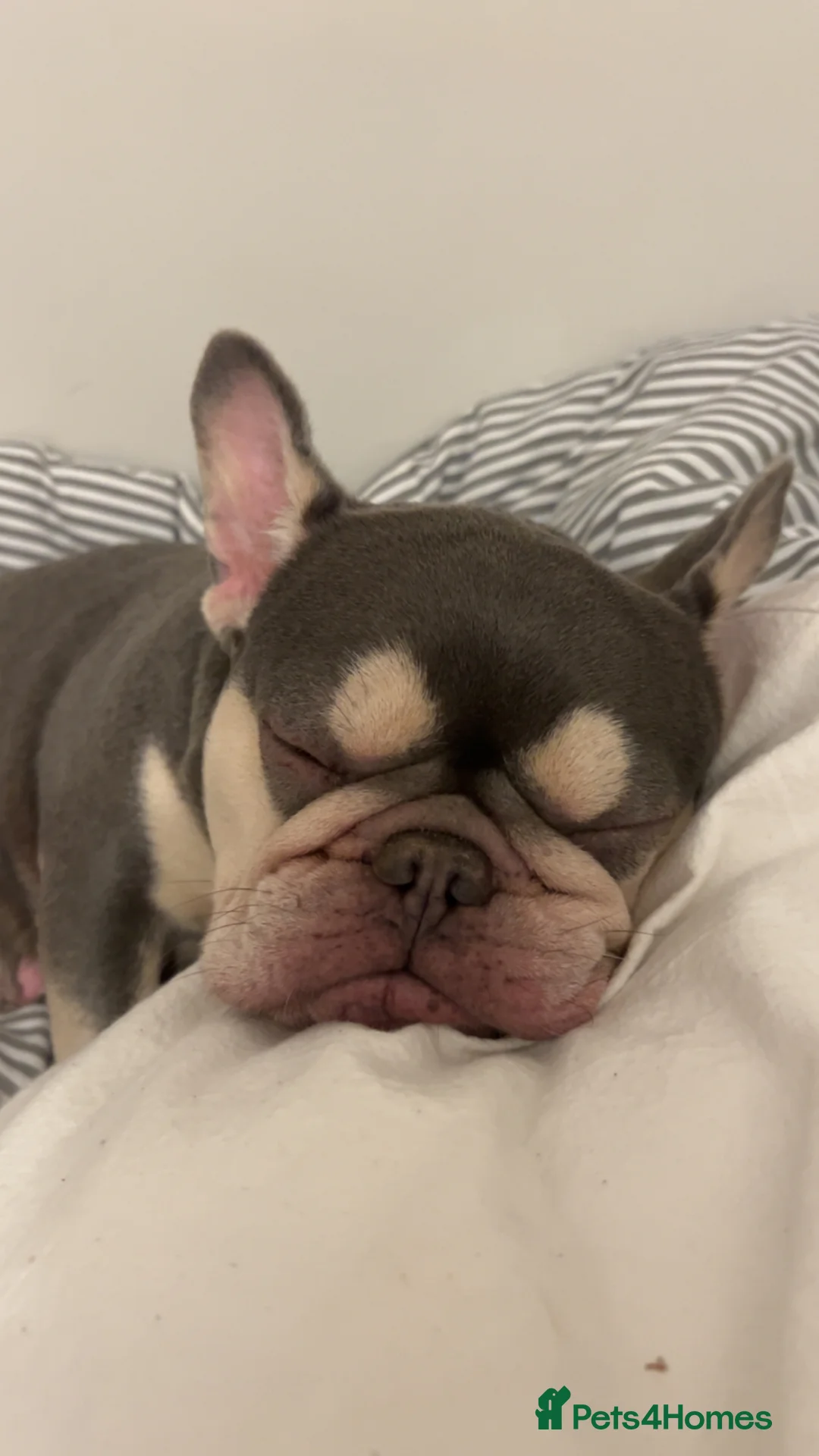 French Bulldog dogs for sale: Female French bulldog  - Advert 1