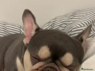 French Bulldog dogs Female French bulldog - Advert 1