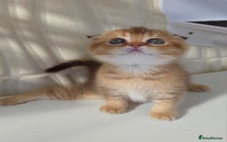 Scottish Fold cats for sale: EXCLUSIVE Golden-cinnamon Show quality. Best in UK - Image 11