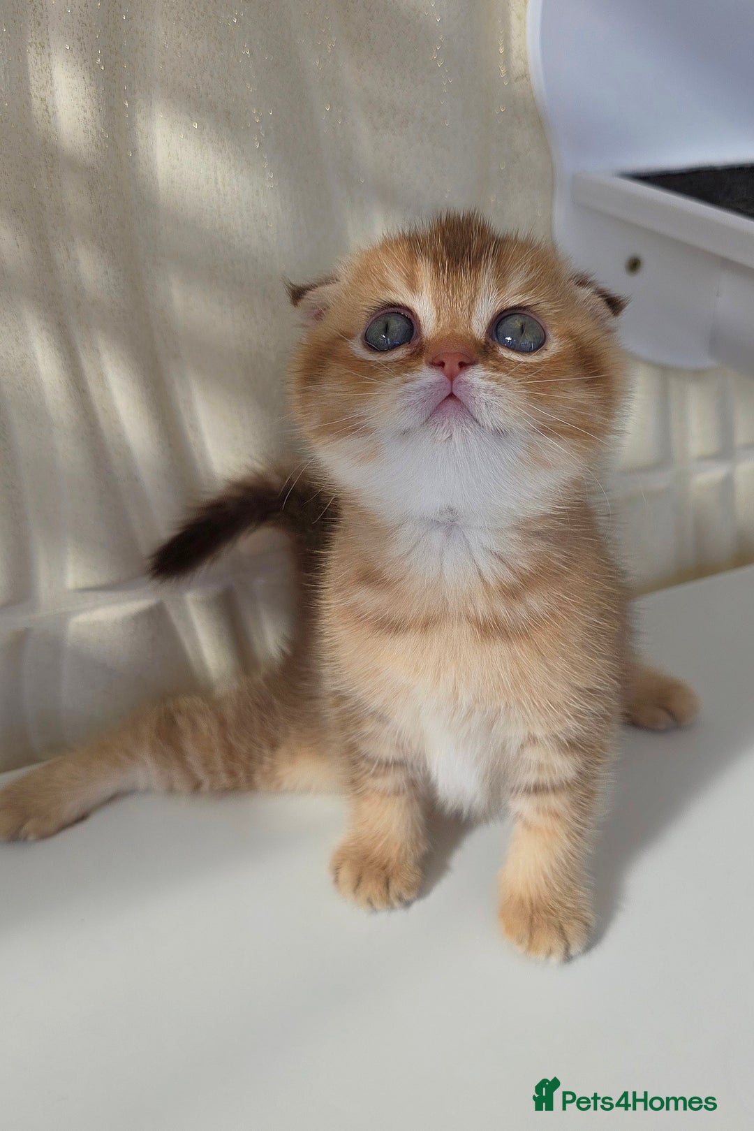 Scottish Fold cats for sale: EXCLUSIVE Golden-cinnamon Show quality. Best in UK - Image 11
