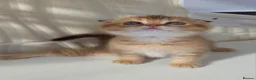 Scottish Fold cats for sale: Welcome to the waiting list for EXCLUSIVE kittens. - Advert 11