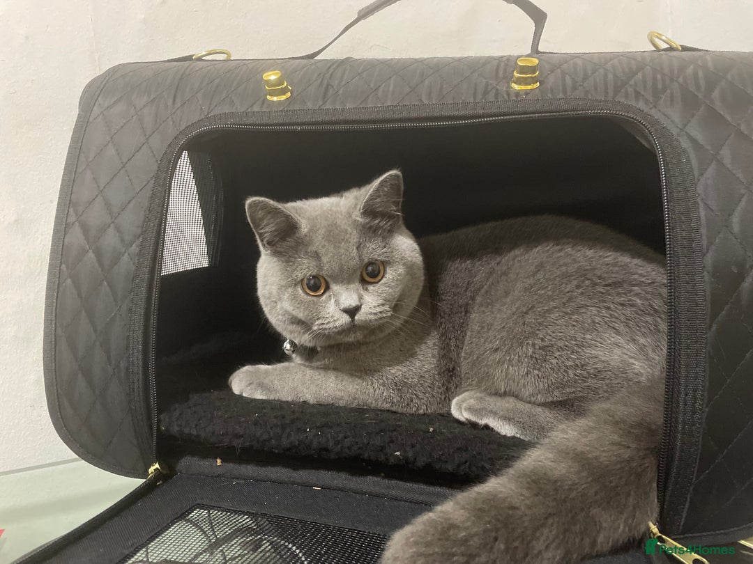British Shorthair cats for sale: Beautiful Blue British Shorthair Queen  - Image 5