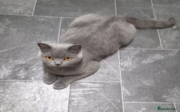 British Shorthair cats for sale: Cute British Shorthair Kittens Ready for go - Image 12