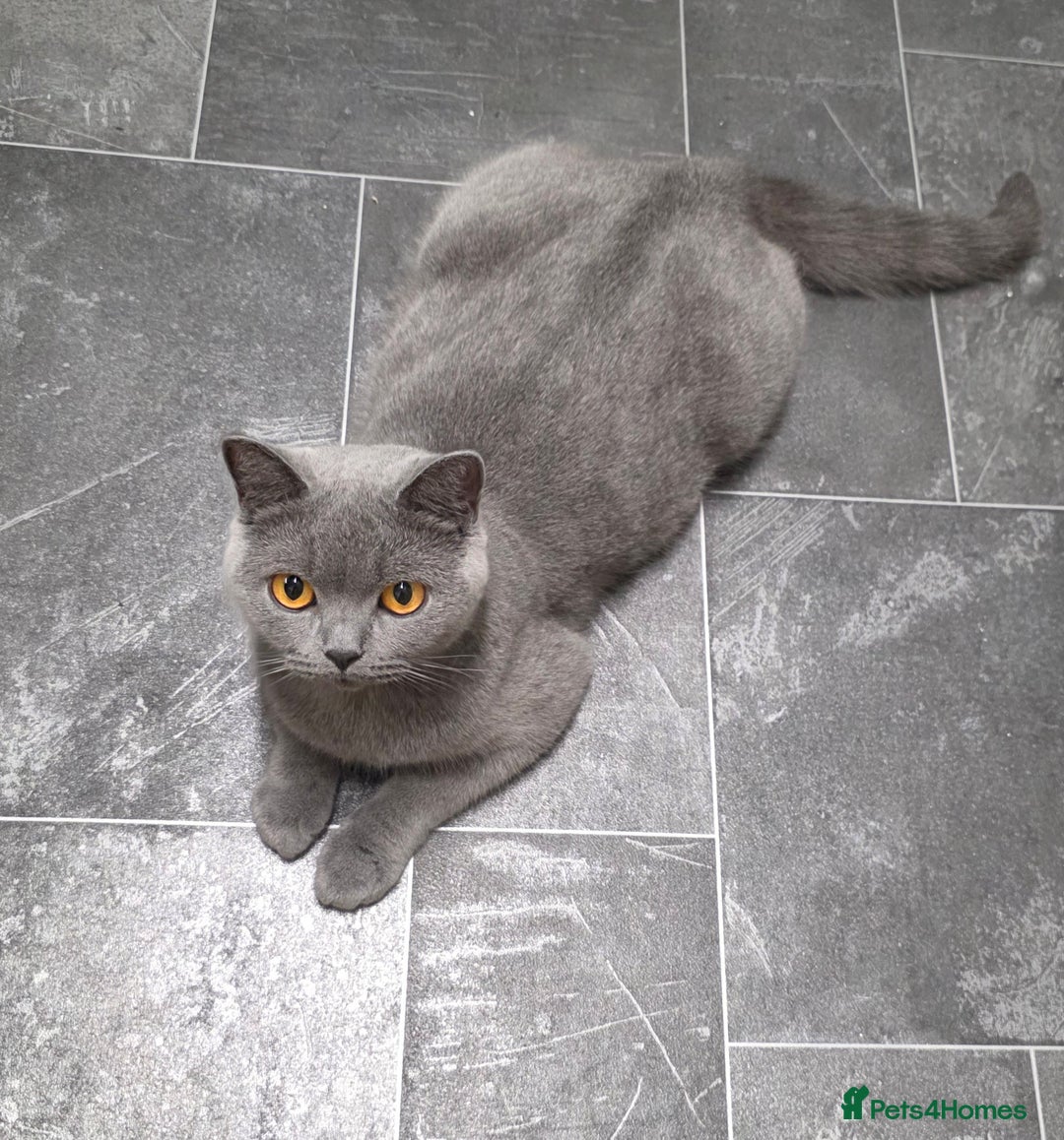British Shorthair cats for sale: Cute British Shorthair Kittens Ready for go - Image 12