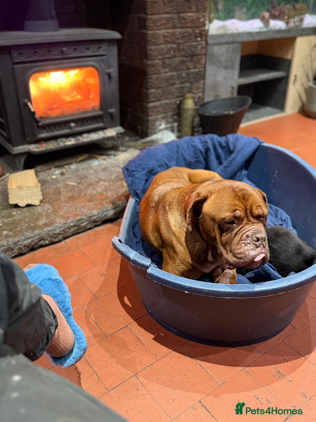 Mixed Breed dogs for sale: Ddb x cane corso - Advert 2