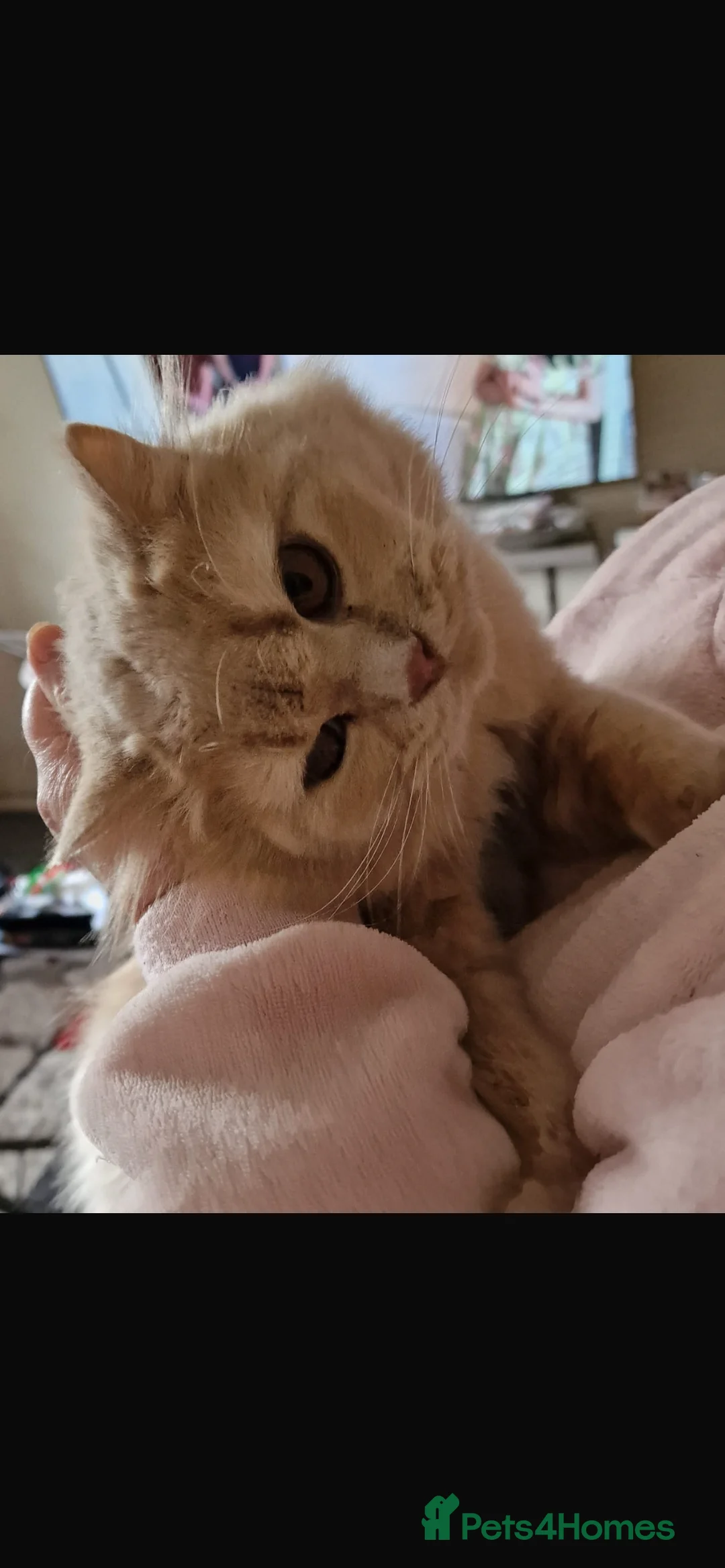 British Shorthair cats for sale: Show worthy British short hair with long hair gene - Advert 5