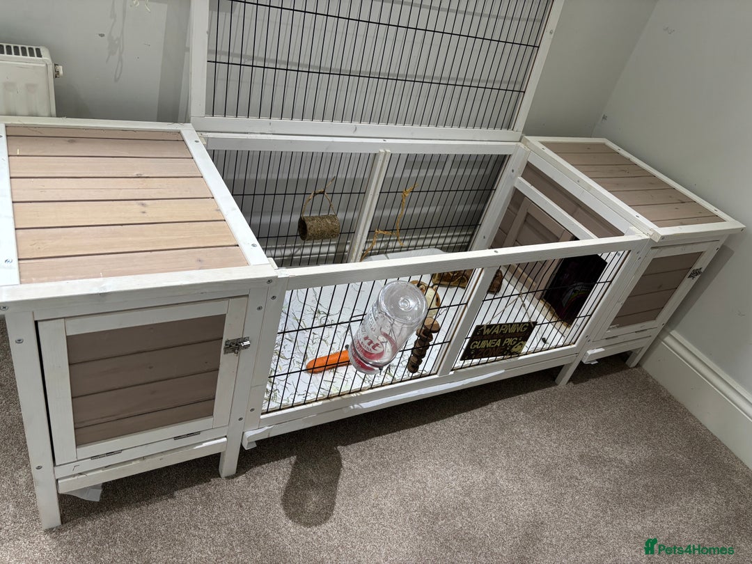 Guinea Pig rodents for sale: Our handsome boy marshmallow with cage, hay, food - Advert 6