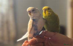 Budgerigars birds for sale: Male & female budgies  - Advert 3