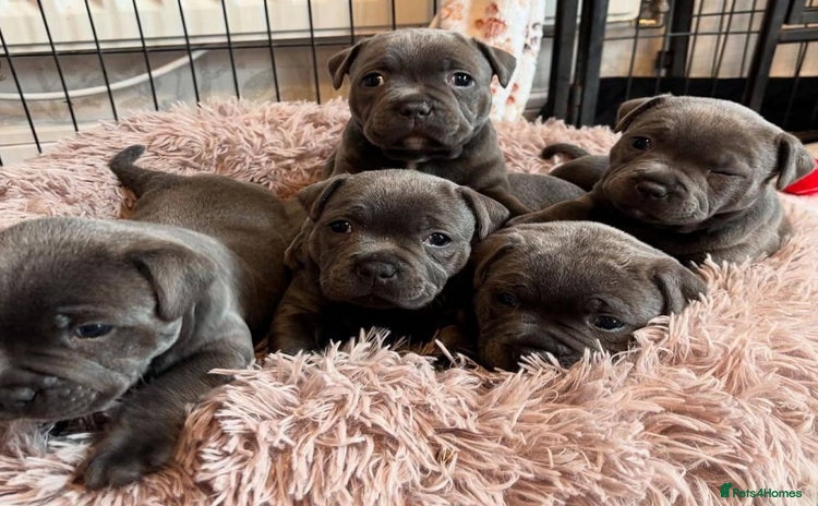 Staffordshire Bull Terrier dogs - Advert 1