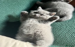 British Shorthair cats for sale: Kind Souls Fluffy Coats British Shorthair Kittens - Image 9