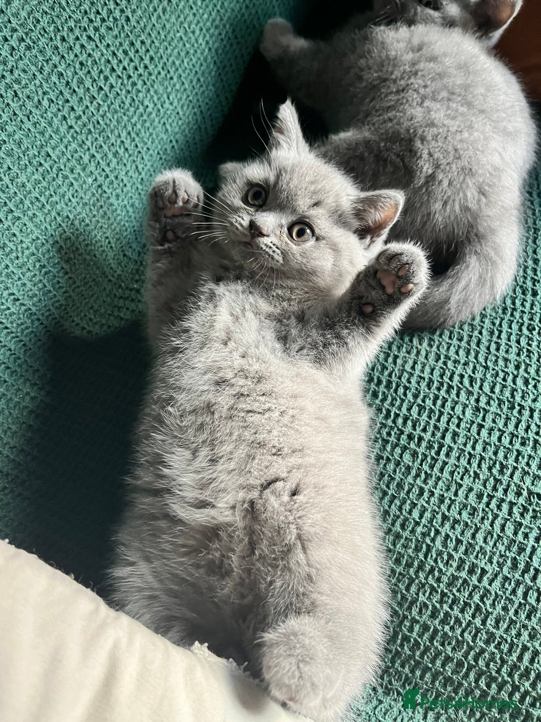 British Shorthair cats for sale: Kind Souls Fluffy Coats British Shorthair Kittens - Image 9