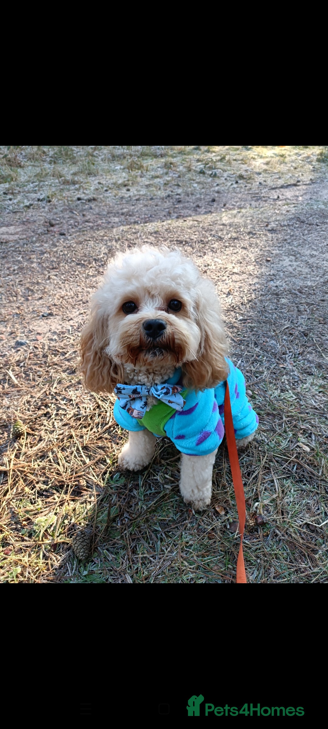 Poochon dogs for stud: Gorgeous Roo for stud. Proven.  - Image 5