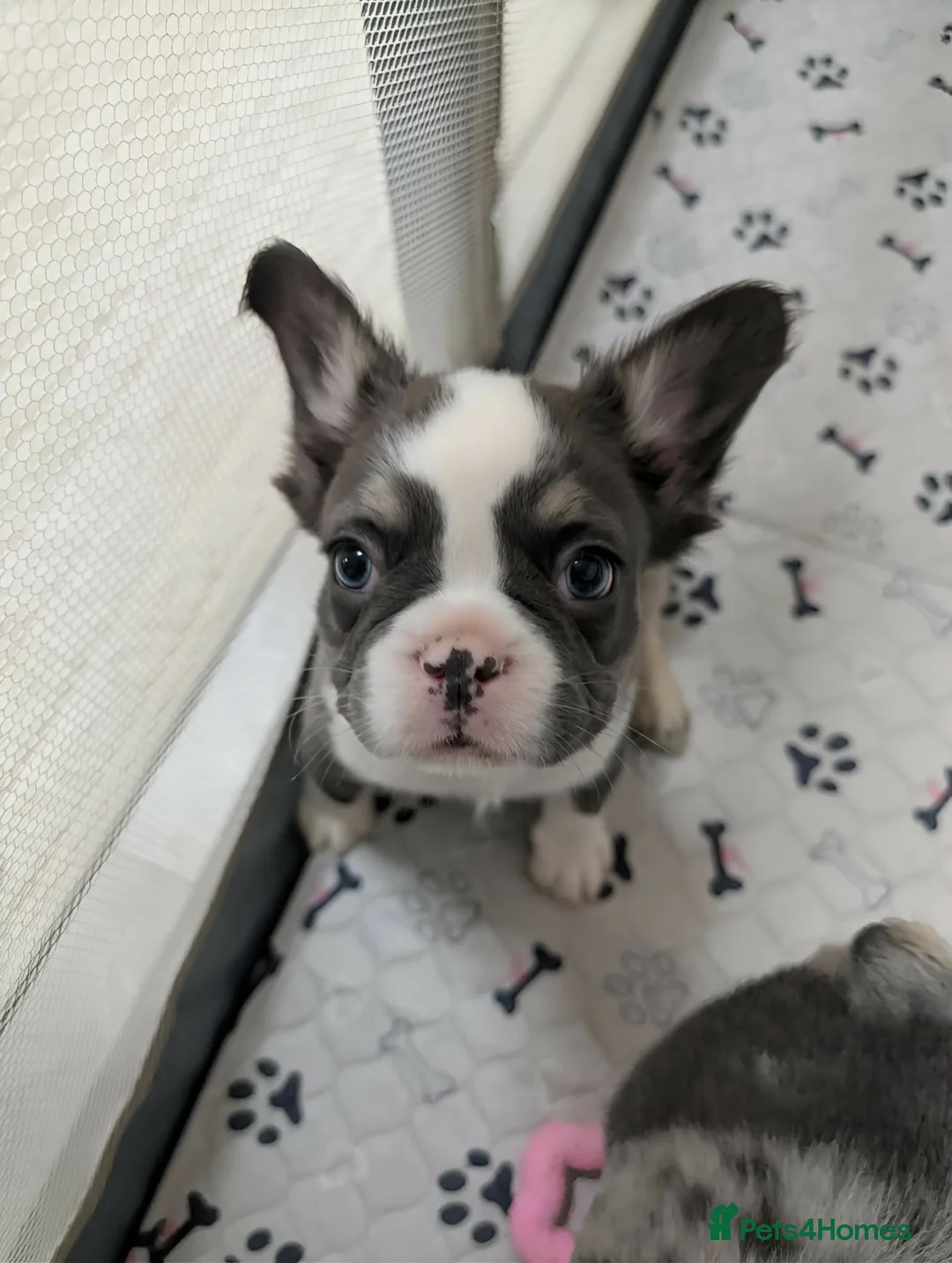 French Bulldog dogs for sale: Rare health tested french bulldogs  in Motherwell - Advert 2
