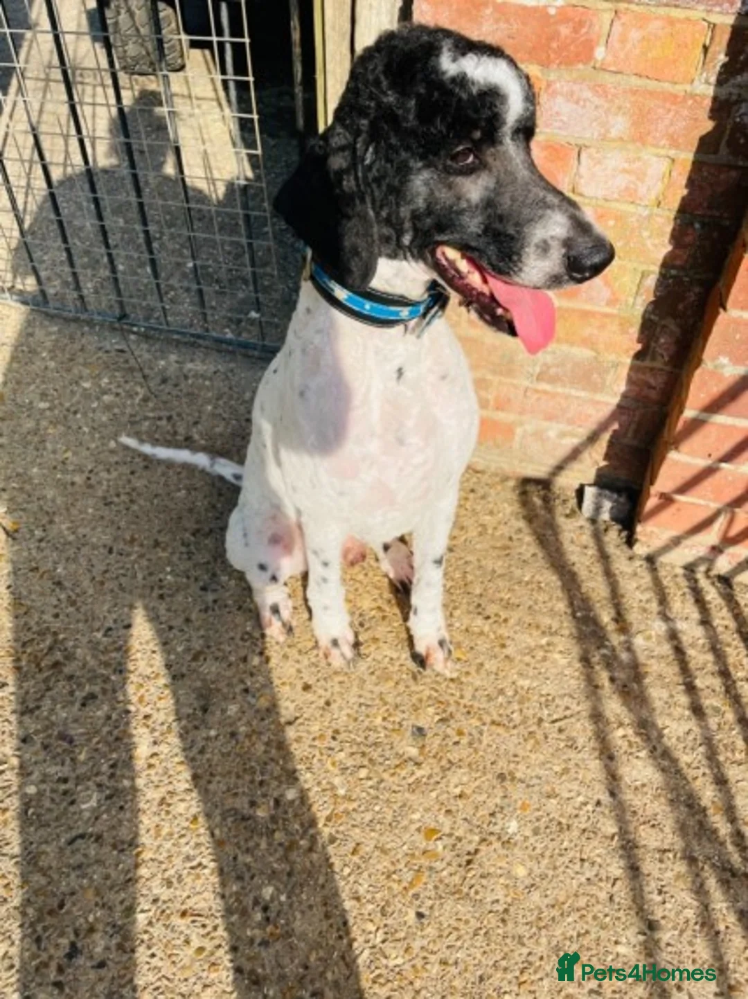 Standard Poodle dogs for stud: Standard party poodle in Marlborough - Advert 25