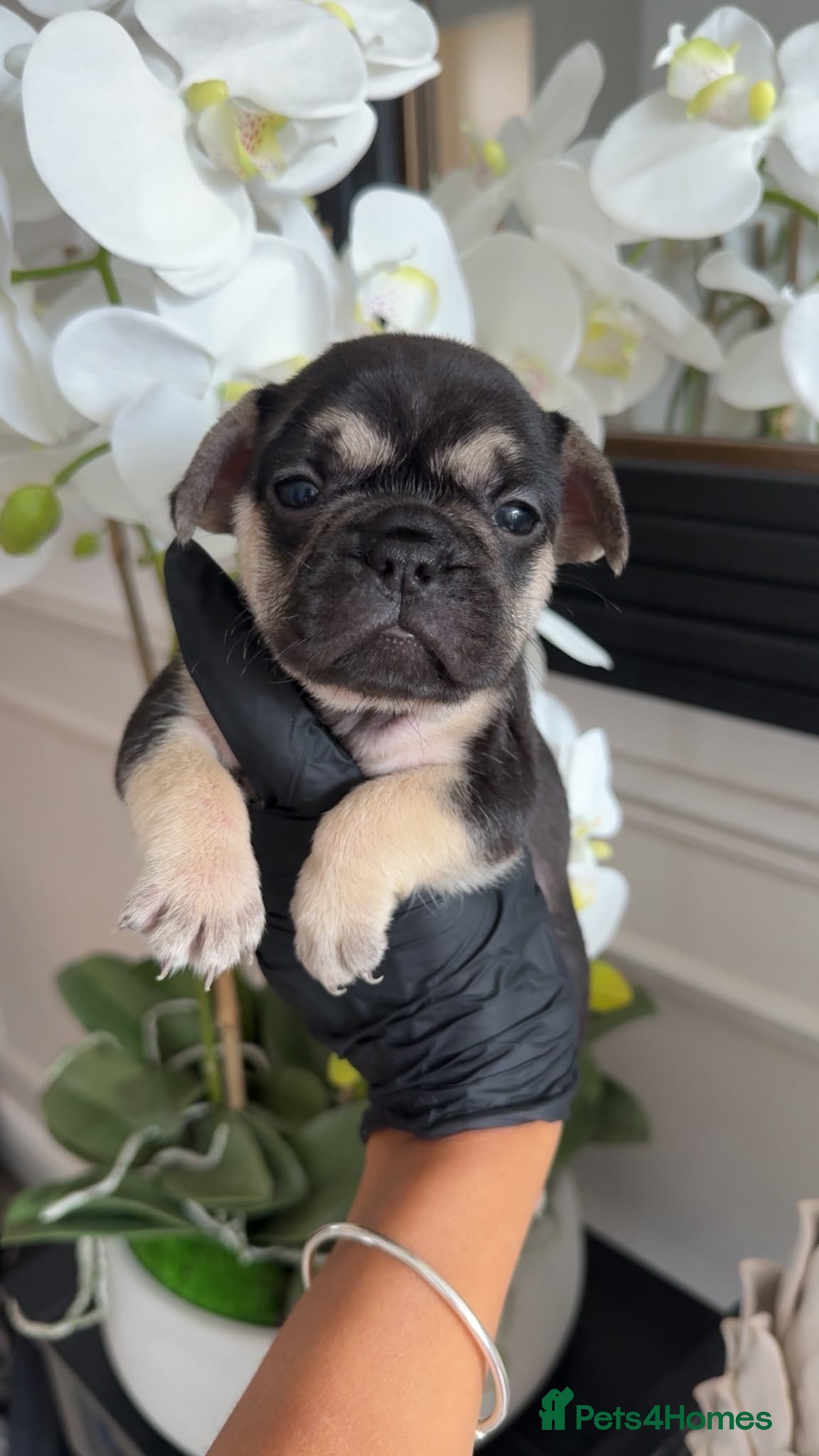 French Bulldog dogs Beautiful French Bulldog Puppies - Advert 1