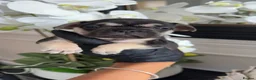 French Bulldog dogs for sale: Beautiful French Bulldog Puppies - Advert 12